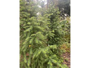 Cunninghamia lanceolata - ostrolistec kopinatý