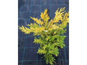 Cupressocyparis leylandii 'Gold Ridder' - cypřišovec Leylandův