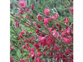 Cytisus 'Boskoop Ruby' - čilimník / janovec
