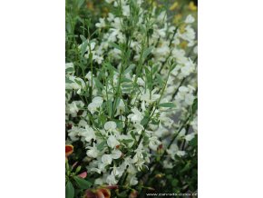 Cytisus 'White Lion' - čilimník / janovec