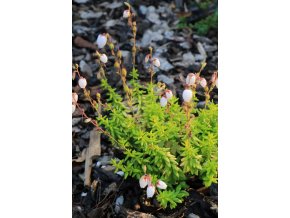 Daboecia cantabrica 'Sarah' - dabécie kantabrijská / irský vřes