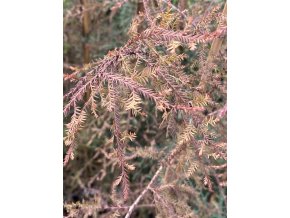 Dacrycarpus dacrydioides