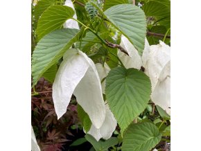 Davidia involucrata - davídie listenová
