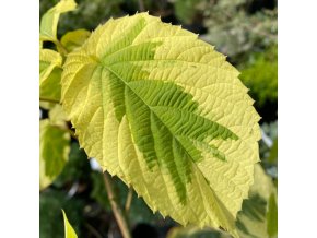 Davidia involucrata 'Lady Sunshine' - davídie listenová