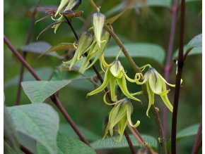 Decaisnea fargesii - dekaisnea Fagesova