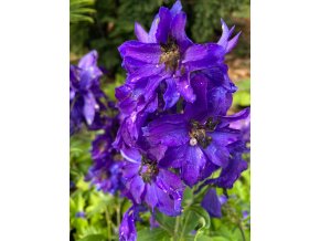 Delphinium 'Dark Blue Dark Bee' - ostrožka stračka