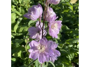 Delphinium Pacific-Serie 'Astolat' - ostrožka stračka