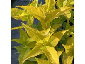 Diervilla 'Honeybee' - zanice