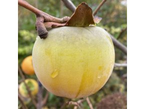 Diospyros hybr. 'Tipo' - tomel japonský, kaki