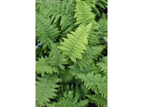 Dryopteris affinis 'Crispa' - kapraď rezavá