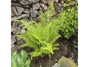 Dryopteris affinis 'Cristata the King' - kapraď rezavá