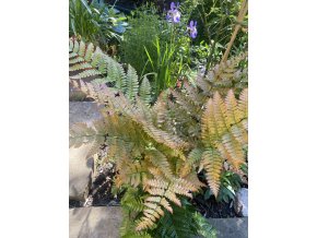 Dryopteris erythrosora 'Brilliance' - kapraď