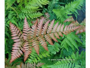 Dryopteris erythrosora 'Brilliance' - kapraď