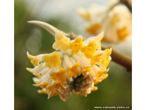 Edgeworthia chrysantha 'Grangiflora' - edgevortie