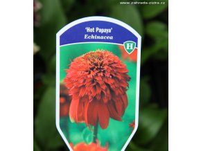 Echinacea purpurea 'Hot Papaya' - třapatkovka nachová