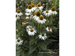 Echinacea purpurea 'Alba' - třapatka nachová