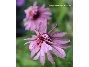 Echinacea purpurea 'Doubledecker' - třapatka nachová