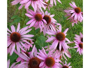 Echinacea purpurea 'Prairie Splendor' - třapatkovka nachová