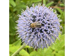 Echinops ritro - bělotrn modrý