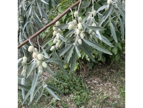 Elaeagnus angustifolia - hlošina úzkolistá