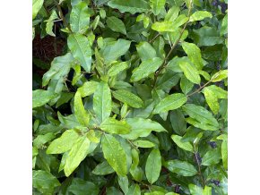 Elaeagnus multiflora - hlošina mnohokvětá