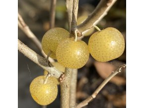 Elaeagnus umbellata 'Fortunella' - hlošina okoličnatá