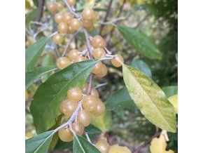 Elaeagnus umbellata 'Fortunella' - hlošina okoličnatá