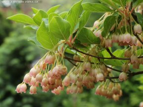 Enkianthus campanulatus - zvonkovec / datyně zvonkovitá