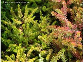 Erica carnea 'Aurea' - vřesovec pleťový