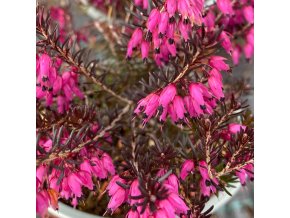 Erica carnea 'Challenger' - vřesovec pleťový