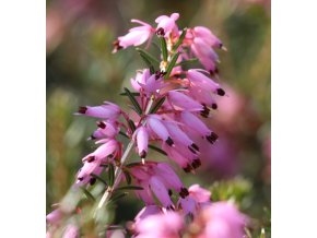 Erica carnea 'Myreton Ruby' - vřesovec