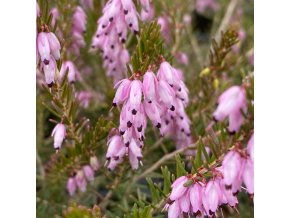 Erica carnea 'Praecox Rubra' - Vřesovec pleťový