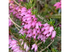 Erica carnea 'Ruby Feuer' - vřesovec pleťový