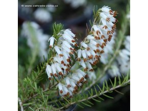 Erica carnea 'Springwood White' - vřesovec pleťový