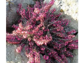 Erica carnea 'Vivelii' - vřesovec pleťový