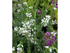 Erica cinerea 'Alba Minor' - vřesovec popelavý