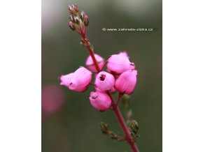 Erica cinerea 'Rosea' - vřesovec popelavý