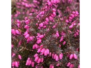 Erica darleyensis (x) 'Kramer's Rote' - vřesovec