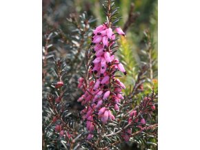 Erica darleyensis (x) 'Lena' - vřesovec
