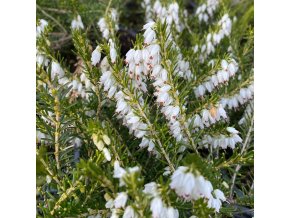 Erica darleyensis (x) 'White Perfection' - vřesovec