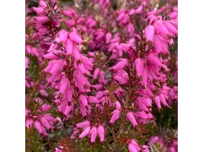 Erica 'Rosy Gem' - vřesovec