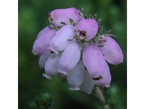 Erica tetralix 'Tina' - vřesovec čtyřřadý