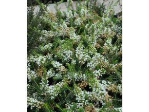 Erica vagans 'Grandiflora' - vřesovec těkavý