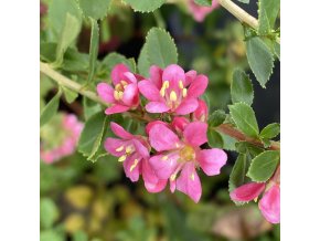 ESCALLONIA 'Pink Elle' - zábluda