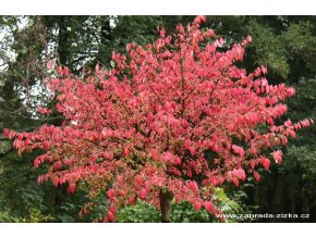 Euonymus alatus 'Compactus' - brslen křídlatý