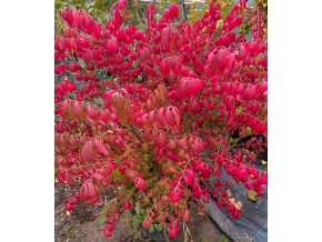 Euonymus alatus 'Chicago Fire' vícekmen - brslen křídlatý