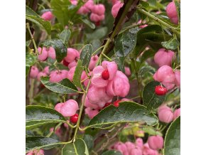 Euonymus alatus 'Phellomanus' kmínek - brslen korkový