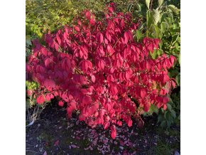 Euonymus alatus 'Unforgettable Fire' - brslen křídlatý