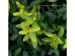 Euonymus fortunei 'Aureus' - brslen fortunův