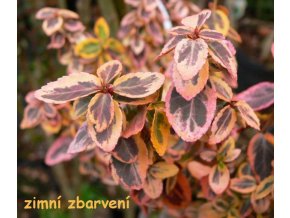 Euonymus fortunei 'Emerald's Gold' - brslen fortunův
